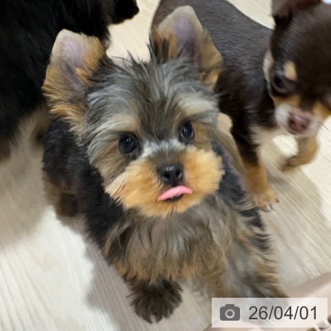 ヨークシャー・テリアの写真