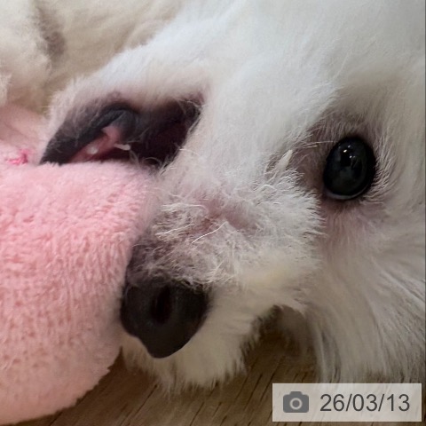 ビション・フリーゼの写真