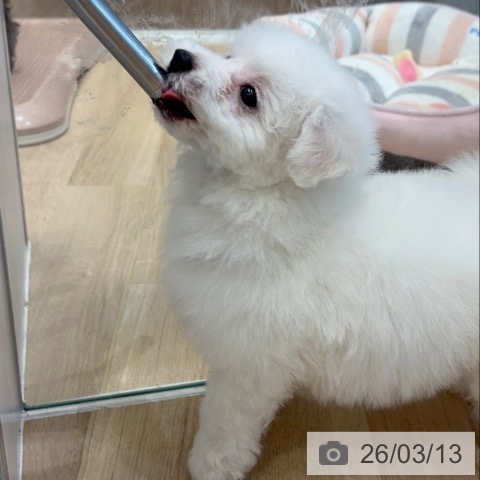 ビション・フリーゼの写真