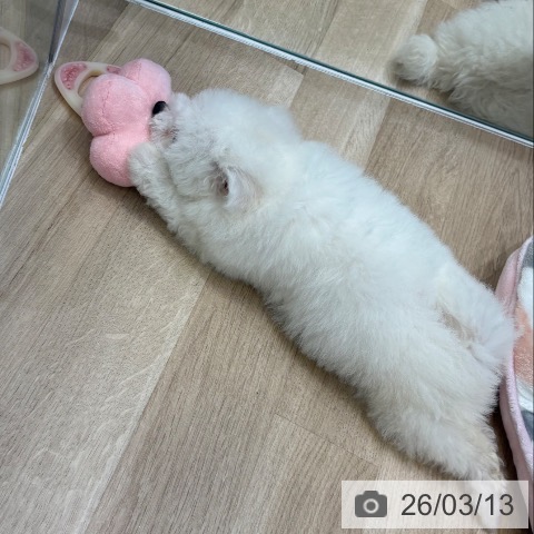 ビション・フリーゼの写真