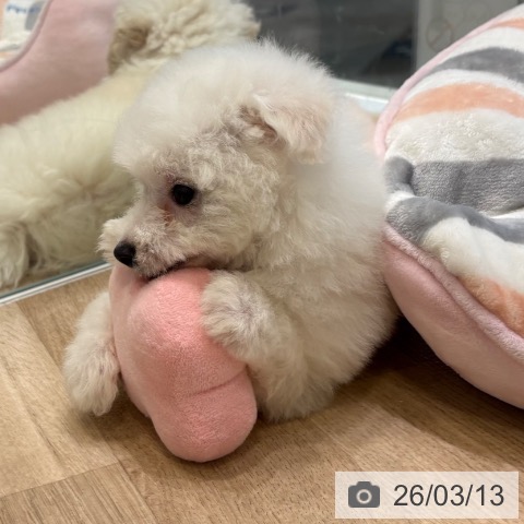 ビション・フリーゼの写真