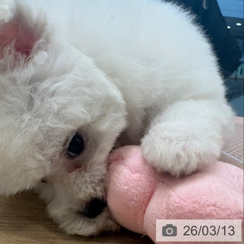 ビション・フリーゼの写真