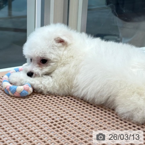 ビション・フリーゼの写真