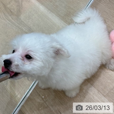 ビション・フリーゼの写真