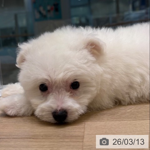 ビション・フリーゼの写真