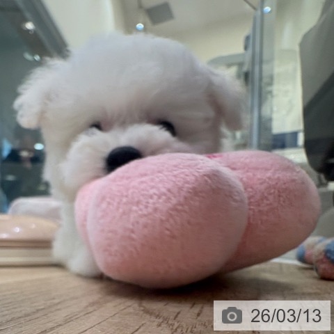 ビション・フリーゼの写真