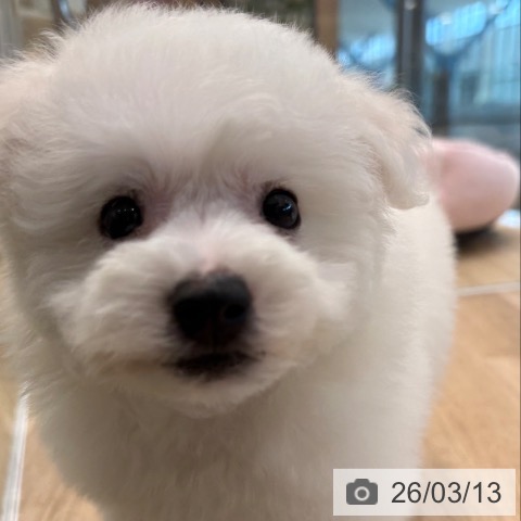 ビション・フリーゼの写真