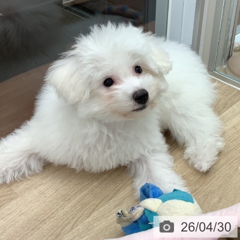 大阪府のビションフリーゼ (ペットプラス りんくう泉南店/2026年1月12日生まれ/男の子/ホワイト)の子犬の4枚目の画像