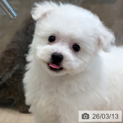 ビション・フリーゼの写真