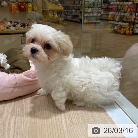 マルチーズの写真