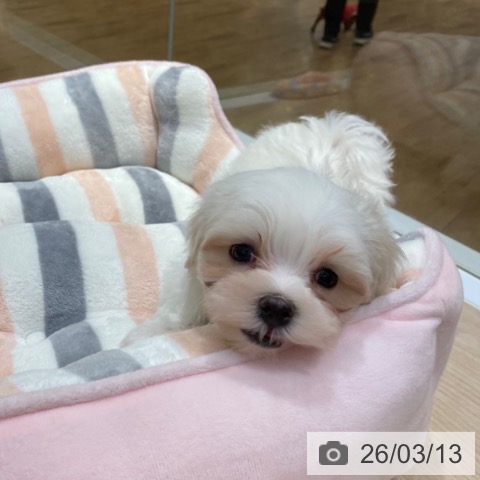 大阪府のマルチーズ (ペットプラス 堺鉄砲町店/2026年1月10日生まれ/男の子/ホワイト)の子犬の4枚目の画像