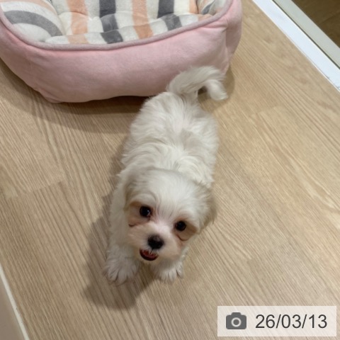 大阪府のマルチーズ (ペットプラス 堺鉄砲町店/2026年1月10日生まれ/男の子/ホワイト)の子犬の3枚目の画像