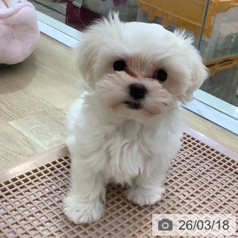 マルチーズの写真