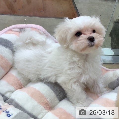 マルチーズの写真