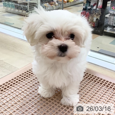 マルチーズの写真