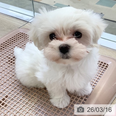 マルチーズの写真