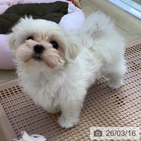 マルチーズの写真