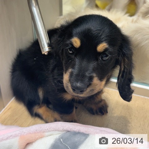 ミニチュア・ダックスフンドの写真