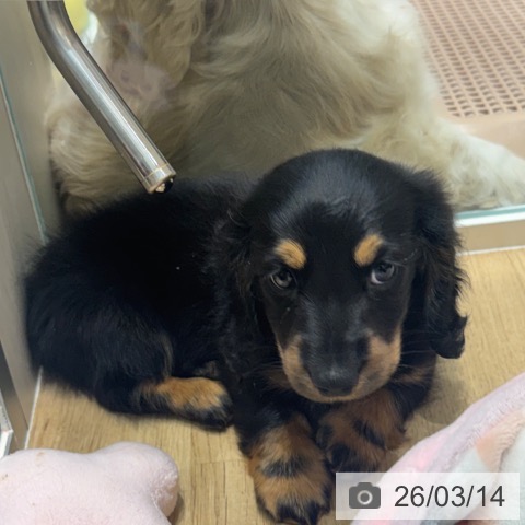 ミニチュア・ダックスフンドの写真