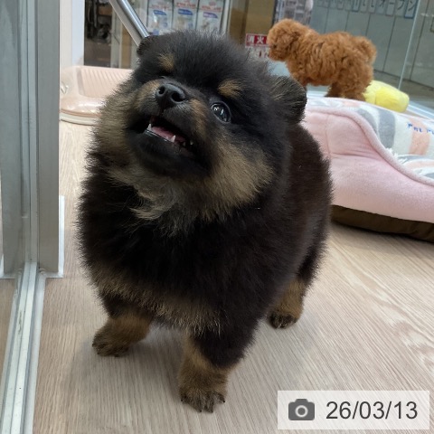 大阪府のポメラニアン (ペットプラス ららぽーと和泉店/2026年1月12日生まれ/男の子/ブラックタン)の子犬の4枚目の画像