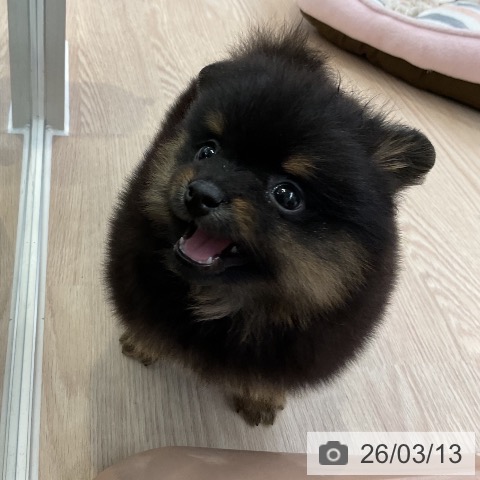 大阪府のポメラニアン (ペットプラス ららぽーと和泉店/2026年1月12日生まれ/男の子/ブラックタン)の子犬の3枚目の画像