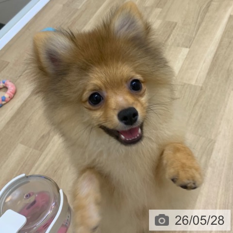 ポメラニアンの写真
