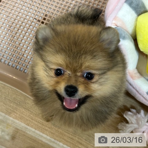 京都府のポメラニアン (ペットプラス イオンモールKYOTO店/2026年1月12日生まれ/女の子/オレンジ)の子犬の4枚目の画像
