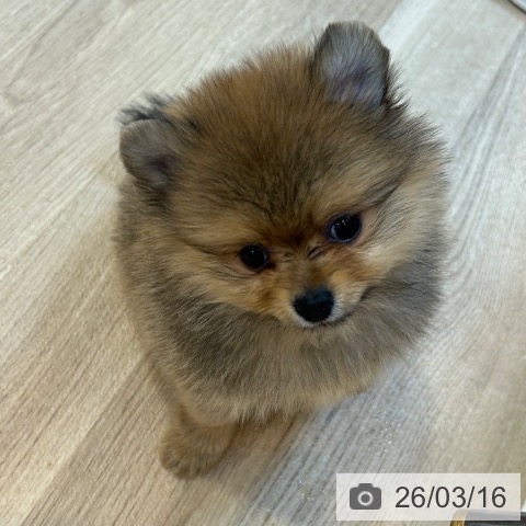 京都府のポメラニアン (ペットプラス イオンモールKYOTO店/2026年1月12日生まれ/女の子/オレンジ)の子犬の3枚目の画像