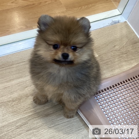 京都府のポメラニアン (ペットプラス イオンモールKYOTO店/2026年1月12日生まれ/女の子/オレンジ)の子犬の3枚目の画像