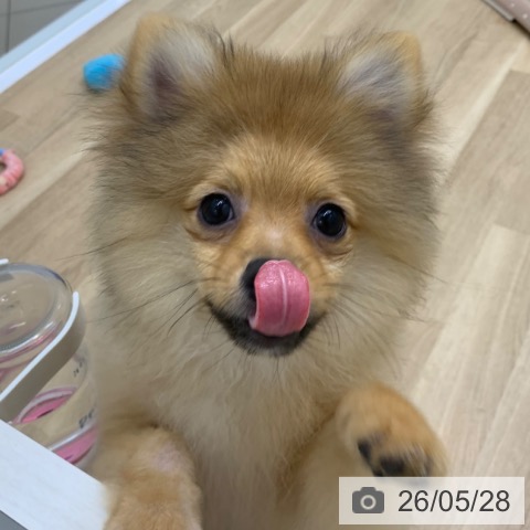 京都府のポメラニアン (ペットプラス 久御山店/2026年1月12日生まれ/女の子/オレンジ)の子犬の3枚目の画像