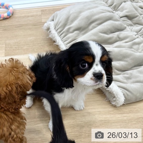 キャバリア・キングチャールズ・スパニエルの写真