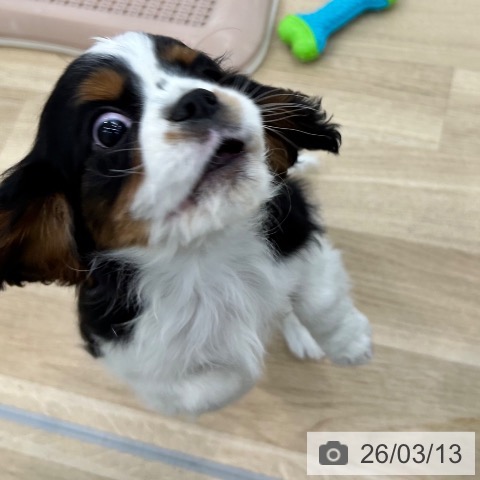 キャバリア・キングチャールズ・スパニエルの写真