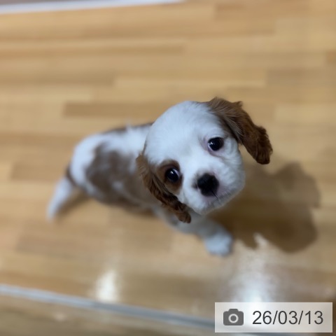 キャバリア・キングチャールズ・スパニエルの写真