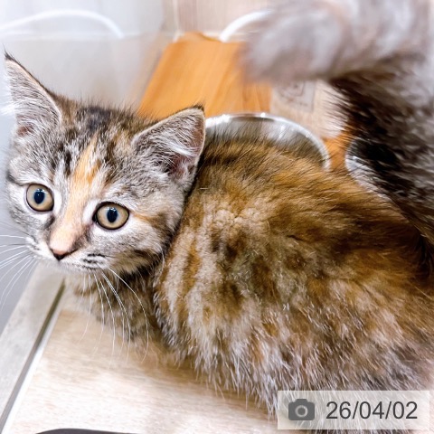 大阪府のマンチカン (ペットプラス イオン大日店/2026年1月2日生まれ/女の子/ブラウンパッチドタビー)の子猫の4枚目の画像