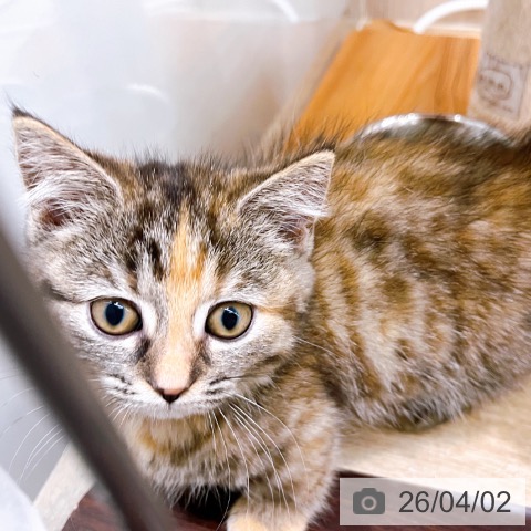 大阪府のマンチカン (ペットプラス イオン大日店/2026年1月2日生まれ/女の子/ブラウンパッチドタビー)の子猫の3枚目の画像