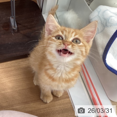 大阪府のマンチカン (ペットプラス りんくう泉南店/2026年1月2日生まれ/男の子/レッドタビー)の子猫の4枚目の画像