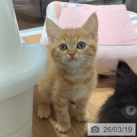 大阪府のマンチカン (ペットプラス りんくう泉南店/2026年1月2日生まれ/男の子/レッドタビー)の子猫の3枚目の画像