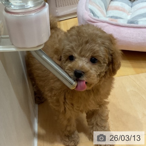 トイ・プードルの写真