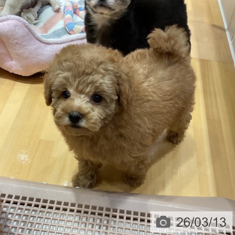 トイ・プードルの写真