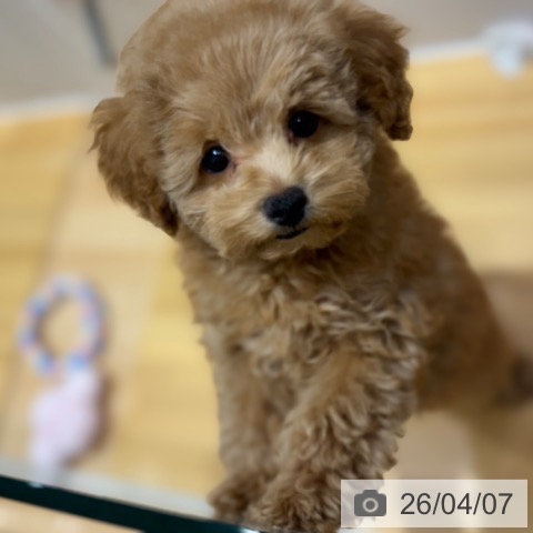 奈良県のトイプードル(トイ) (ペットプラス 大和郡山店/2026年1月11日生まれ/女の子/レッド)の子犬の3枚目の画像