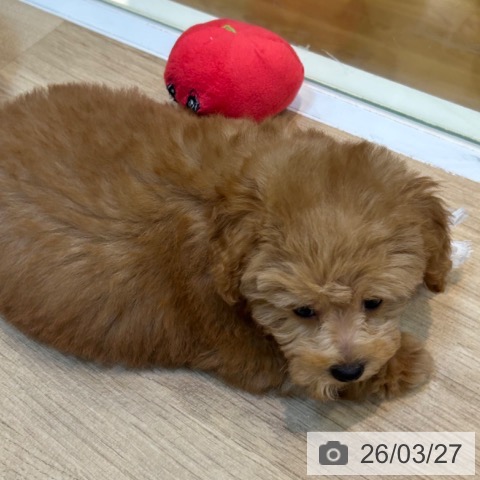 京都府のトイプードル(トイ) (ペットプラス イオンモールKYOTO店/2026年1月11日生まれ/男の子/レッド)の子犬の4枚目の画像