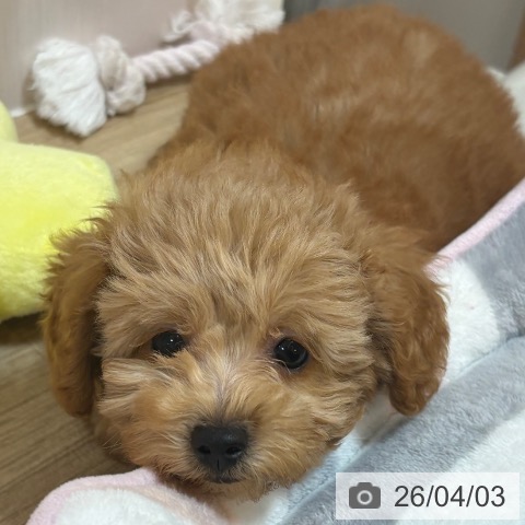 京都府のトイプードル(トイ) (ペットプラス イオンモールKYOTO店/2026年1月11日生まれ/男の子/レッド)の子犬の4枚目の画像