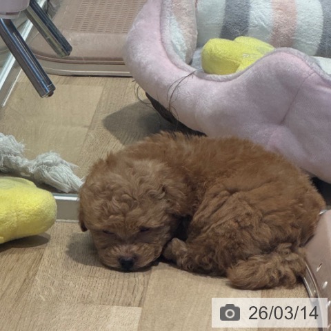 トイ・プードルの写真