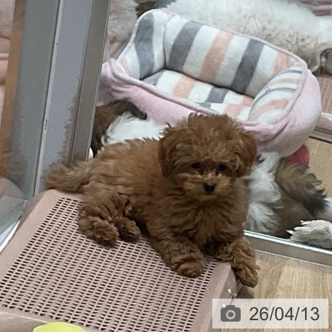 大阪府のトイプードル(トイ) (ペットプラス 四條畷店/2026年1月11日生まれ/男の子/オレンジフォーン)の子犬の4枚目の画像