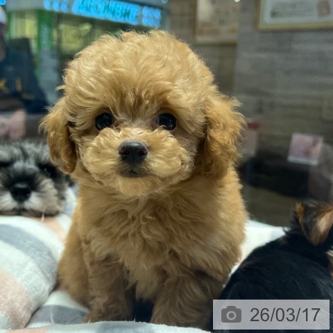 大阪府のトイプードル(トイ) (ペットプラス 四條畷店/2026年1月11日生まれ/男の子/オレンジフォーン)の子犬の3枚目の画像