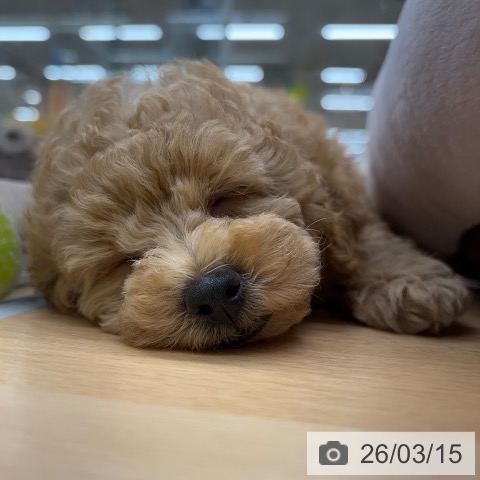 京都府のトイプードル(トイ) (ペットプラス 醍醐店/2026年1月11日生まれ/男の子/オレンジフォーン)の子犬の4枚目の画像