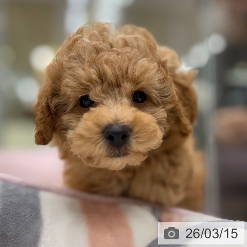 京都府のトイプードル(トイ) (ペットプラス 醍醐店/2026年1月11日生まれ/男の子/オレンジフォーン)の子犬の3枚目の画像