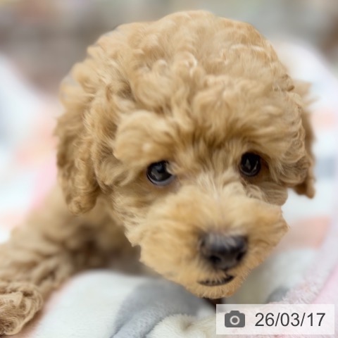 トイ・プードルの写真