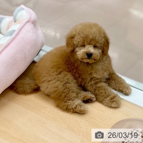 京都府のトイプードル(トイ) (ペットプラス 醍醐店/2026年1月11日生まれ/男の子/オレンジフォーン)の子犬の3枚目の画像