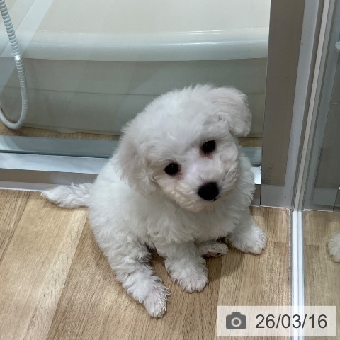 ビション・フリーゼの写真